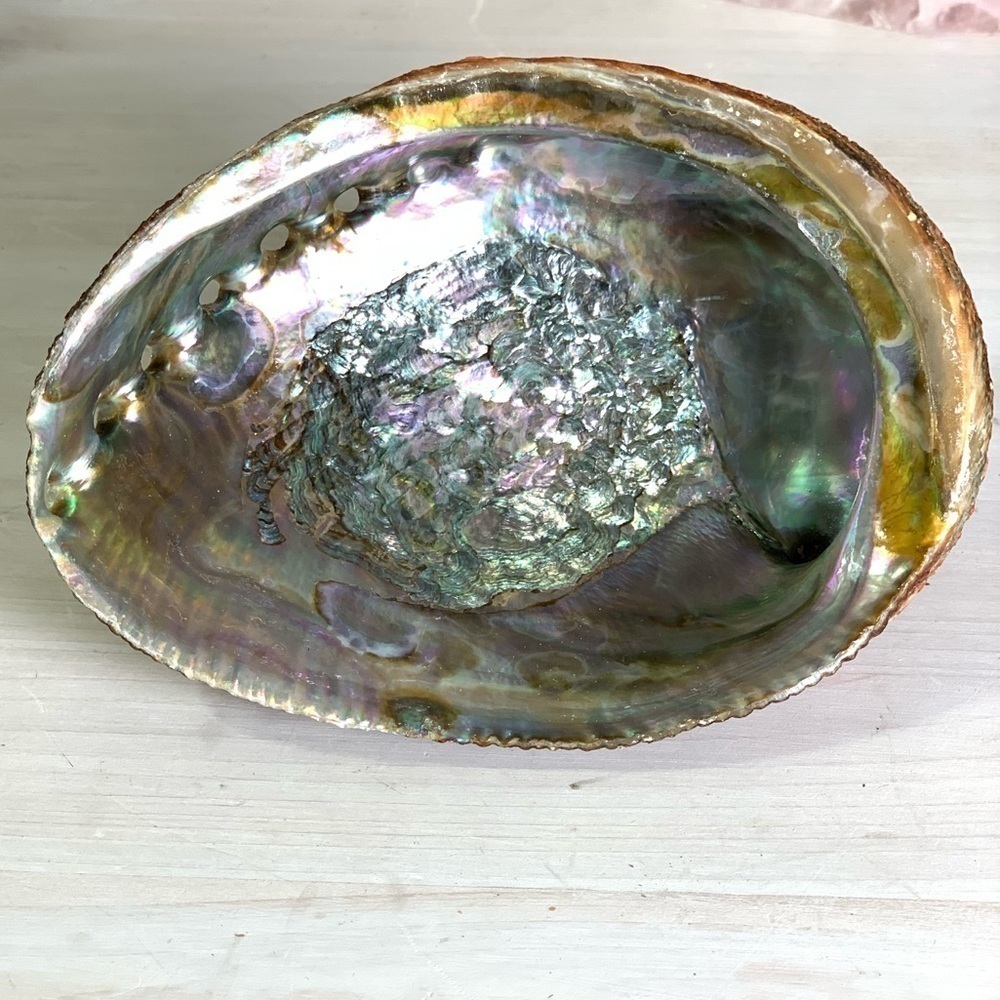 Abalone Shell All Natural Organic Beauty